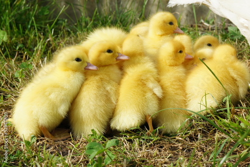 Photo: Entenbabys Entenbabys