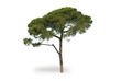 pine
