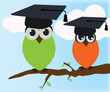 Graduating owl