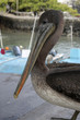 Santa cruz Warf,Islas galapagos Ecuador