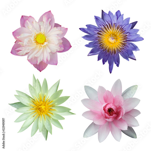 Photo: Water lily set isolated on white Water lily set isolated on white