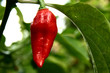 IMG_2395_bhut_jolokia_fruit