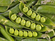 Green peas in pod Green peas in pod