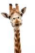 Foto: Funny Giraffe Funny Giraffe