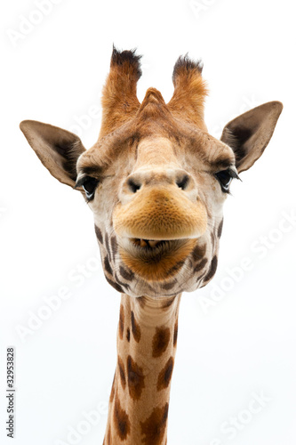 Foto: Funny Giraffe Funny Giraffe