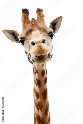 Photo: Funny Giraffe Funny Giraffe