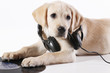 dog with headphones