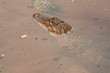 Alligator