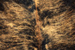 ����: lion excellent fur � malko #32959682
