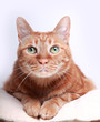 cat