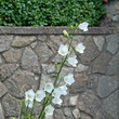 Glockenblume - Campanula persicifolia
