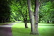 Spring time in park