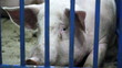 Pig Portrait
