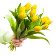 Hand holding yellow tulips
