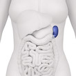 Female spleen and abdominal organs - anterior view