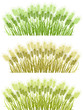 Wheat borders
