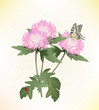 pink asters and butterfly
