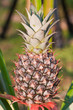 Pineapple. Pineapple.