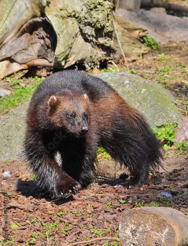 Photo: Wolverines Wolverines