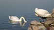 Swans