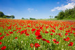 Poppy field