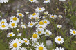 Kamillenblüten