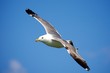 Gulls in the Wind