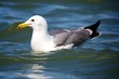 Gull