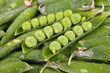 Green peas in pods Green peas in pods