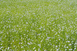 champ de fleurs de lin