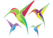Colorful colibri