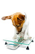 Dog on scale wondering Dog on scale wondering