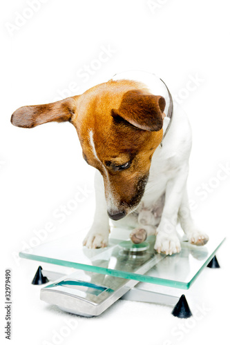 Photo: Dog on scale wondering Dog on scale wondering