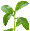 Stevia plant Stevia plant
