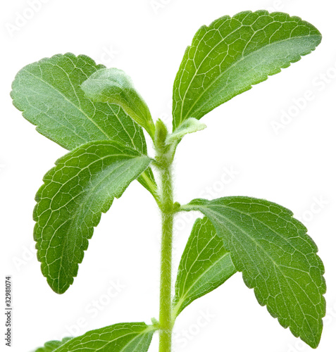Photo: Stevia plant Stevia plant