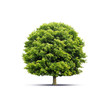 schön geformter Baum