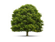 Photo: Baum auf weissem Hintergrund Baum auf weissem Hintergrund