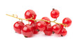 currant