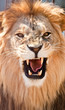 lion