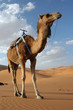 Arabian camel