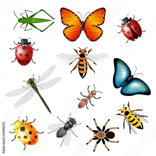 Vector: Collection of vector insects - bugs and invertebrates Collection of vector insects - bugs and invertebrates