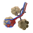 Alveoli in lungs - blood saturating by oxygen. isolated