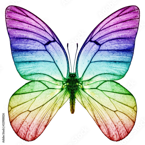 Photo: Schmetterling Regenbogenfarben Schmetterling Regenbogenfarben
