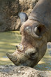 Rhino playing in the mud Rhino playing in the mud