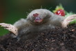 Maulwurf (Talpa europaea) Wildlife Maulwurf (Talpa europaea) Wildlife