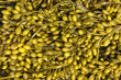 Brown algae, fucus