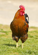 Rooster (front view) Rooster (front view)