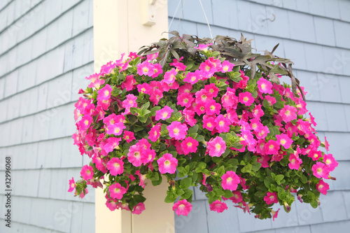 Photo: Petunia Basket Petunia Basket