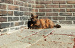 tricolor cat