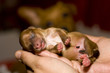 Foto: Welpen Welpen